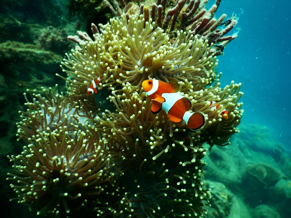 Great Barrier Reef