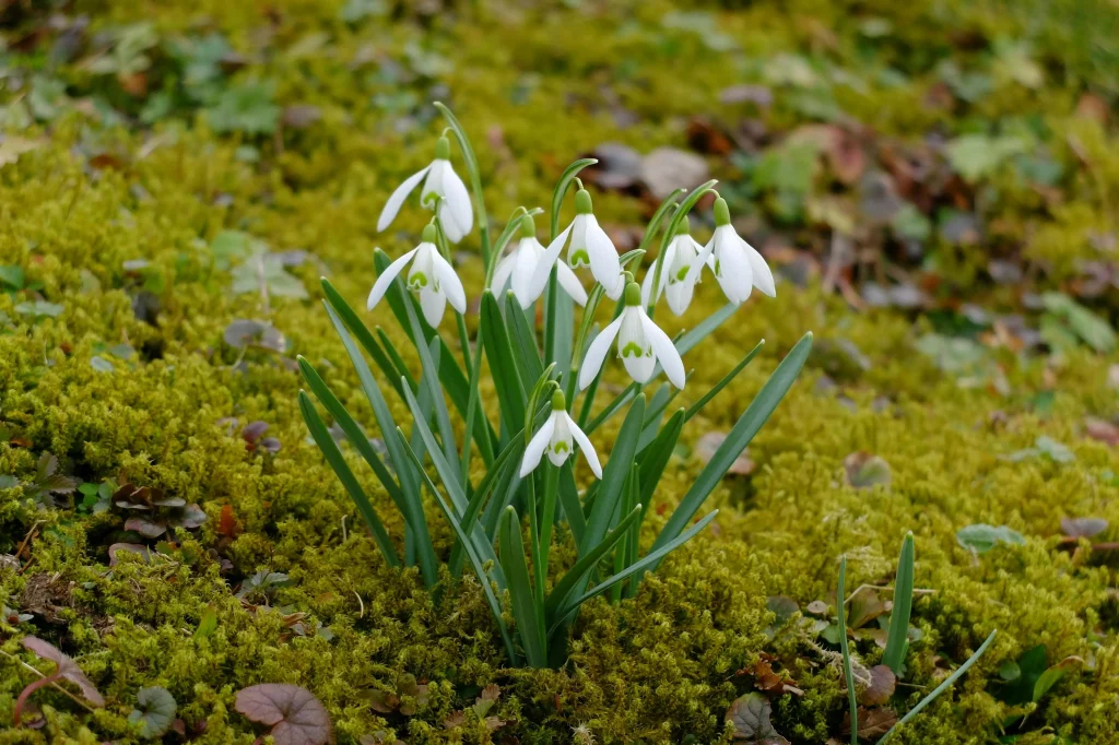 Fletcher Moss Botanical Garden